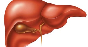 Main Causes of Liver Damage